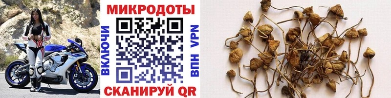 omg   Ядрин  Галлюциногенные грибы MAGIC MUSHROOMS 